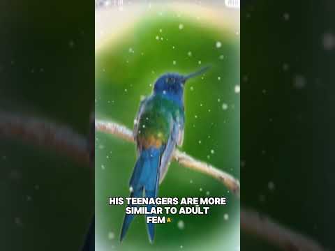 animals❗burung mungil#burung#burungkicau