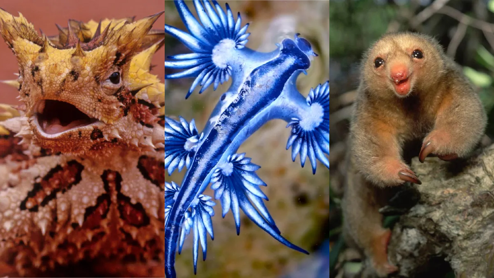 animale-uimitoare-—-o-privire-asupra-speciilor-ciudate-si-minunate-care-traiesc-pe-planeta-noastra