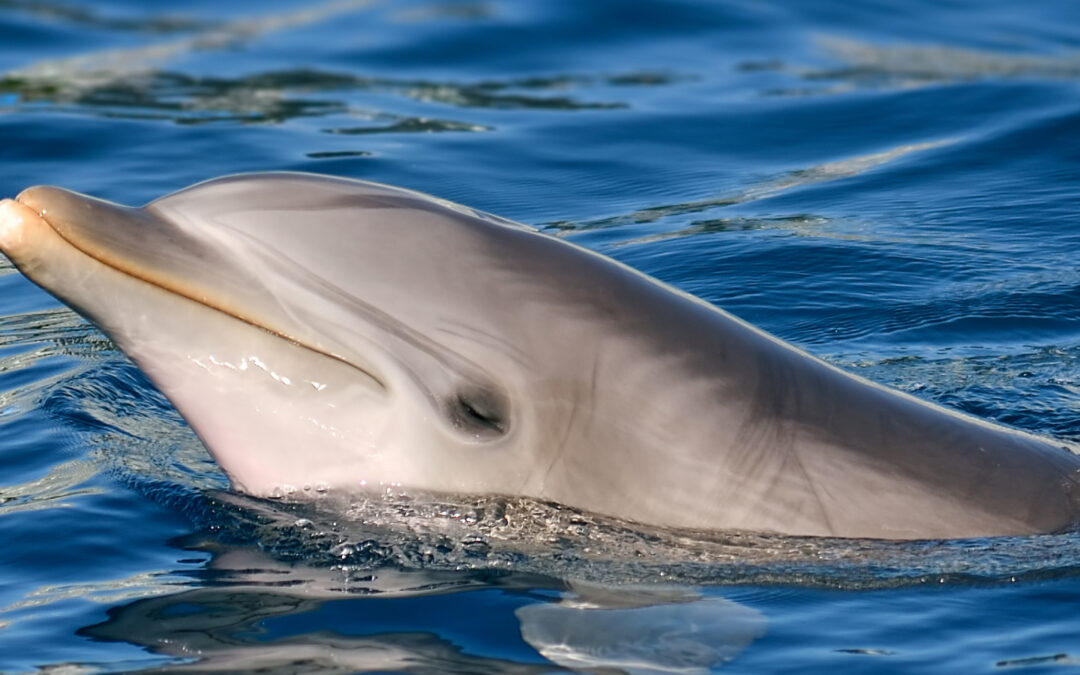 Delfinul din Marea Baltică a vorbit singur – iar cercetătorii cred că este un semn că este singur