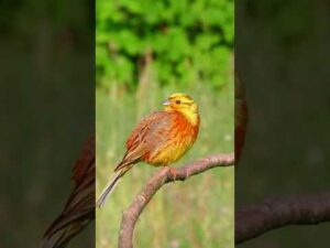 YELLOWHAMMER (Emberiza Citrinella)
