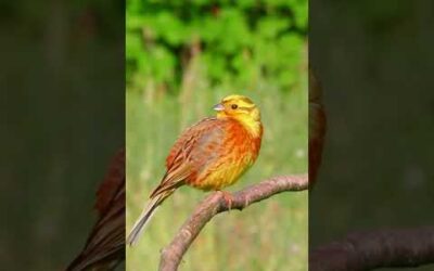 YELLOWHAMMER (Emberiza Citrinella)