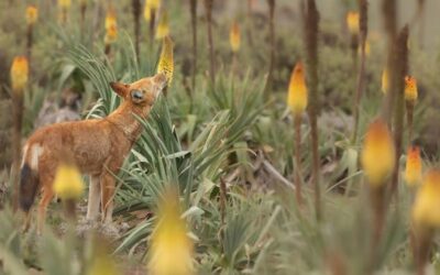 Lupii din Etiopia au văzut că lingau florile „red fierbinte” precum acadele