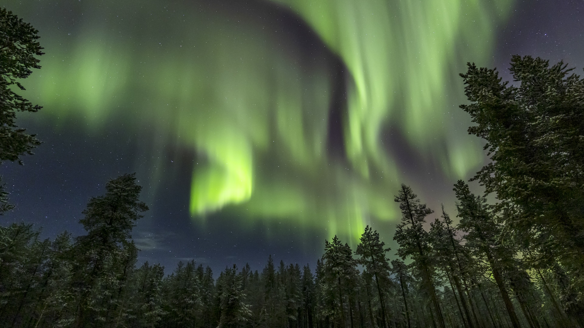 aurorele-ar-putea-lumina-sua-in-noaptea-de-ziua-recunostintei,-anunta-noaa