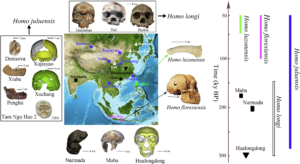 au-fost-descoperite-noi-oameni-arhaici-cu-cap-mare:-cine-este-homo-juluensis?