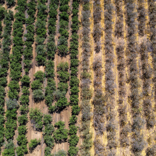 Poate desalinizarea potoli setea agriculturii?