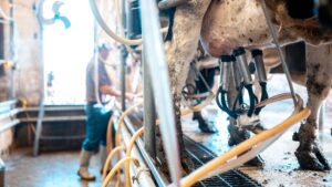 laptele-crud-din-fabricile-de-lapte-din-sua-trebuie-acum-testat-pentru-gripa-aviara