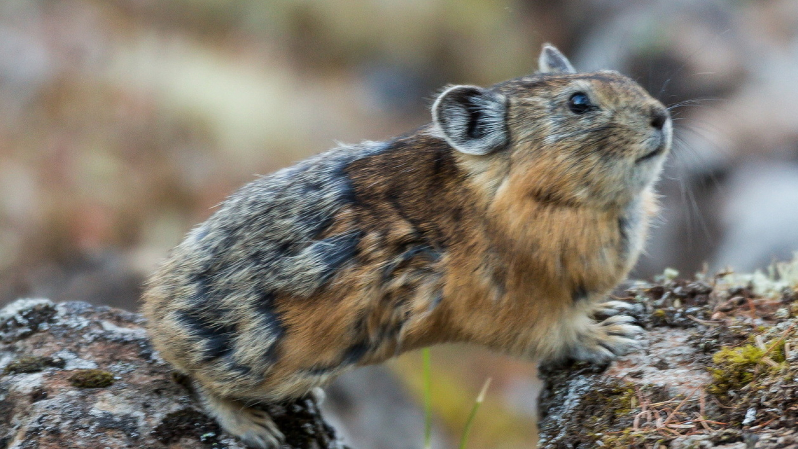 turuchan-pika:-mingea-adorabila-de-puf-careia-ii-place-sa-se-joace