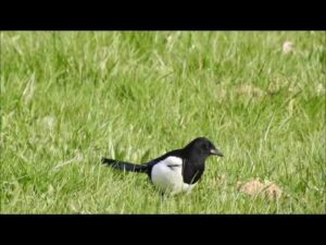 Pie bavarde – Eurasian magpie – Pica pica 43 (1080p)