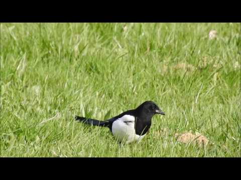 Pie bavarde – Eurasian magpie – Pica pica 43 (1080p)