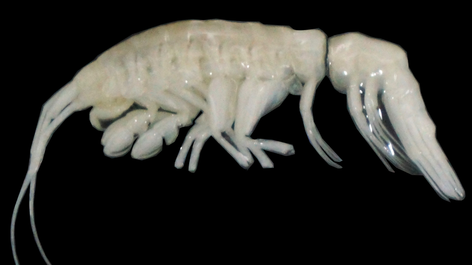 un-pradator-mare,-alb,-asemanator-unui-crab,-descoperit-in-partea-de-jos-a-santului-atacama