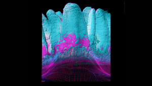 studiul-arata-ca-intestinul-se-„remodeleaza”-in-timpul-sarcinii