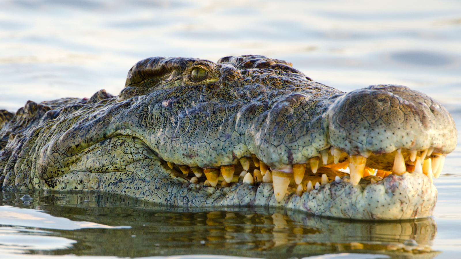 crocodilul-urias-henry,-care-a-nascut-10.000-de-copii,-sarbatoreste-124-de-ani