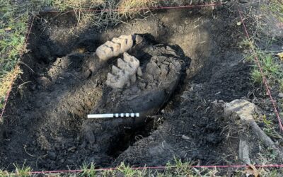 „Știam că sunt ceva special”: un proprietar din New York descoperă fosile de maxilare de mastodon în curtea din spate