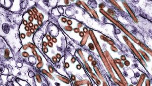 gripa-aviara:-raspandirea-gripei-aviare-declanseaza-starea-de-urgenta-in-california