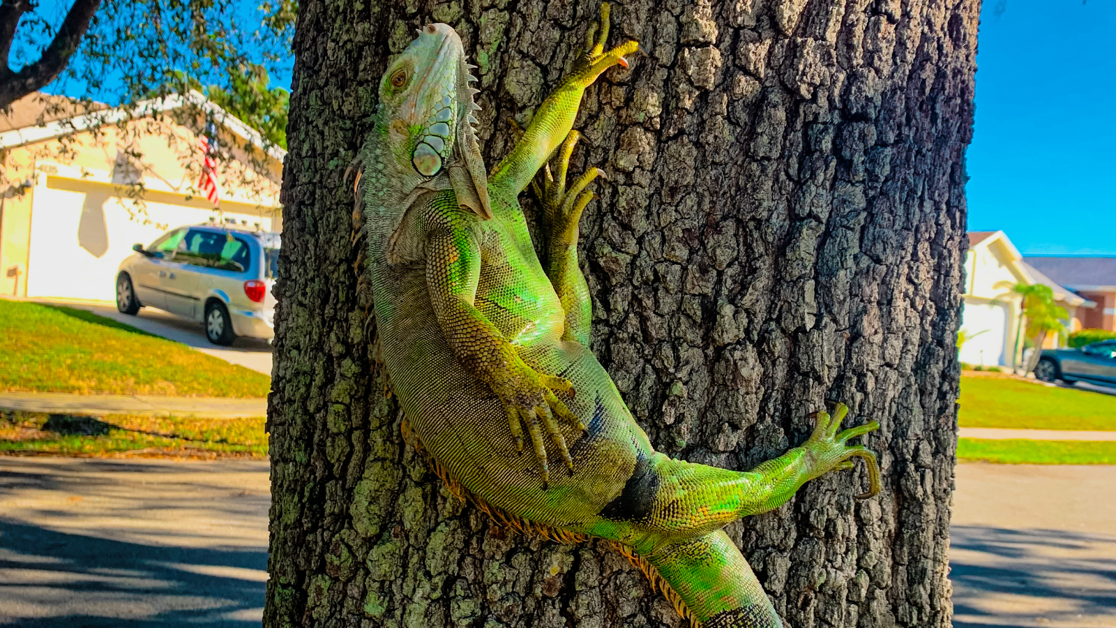 de-ce-cad-iguanele-din-copaci-din-florida?