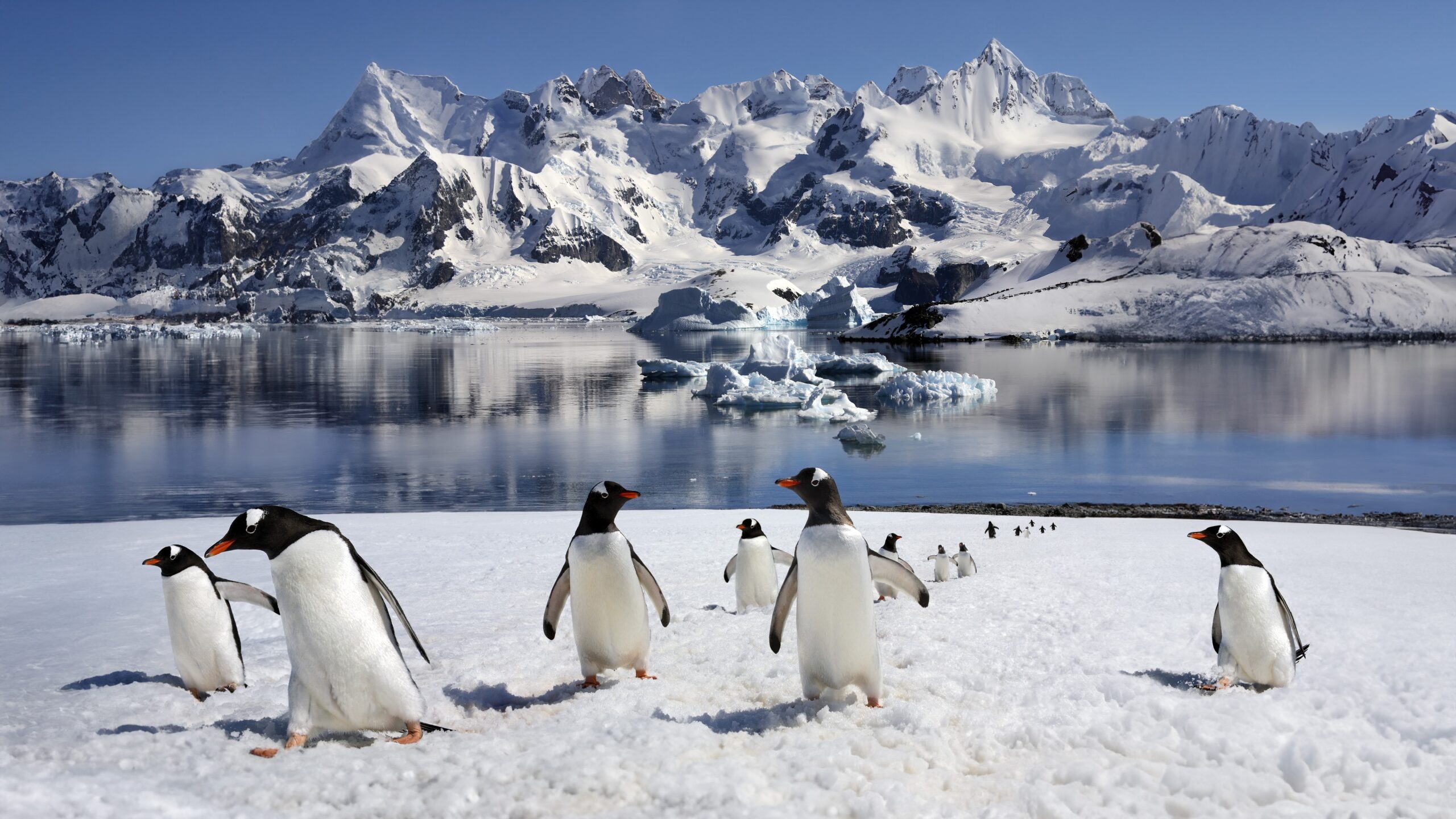 test-antarctica:-testeaza-ti-cunostintele-pe-continentul-inghetat-al-pamantului