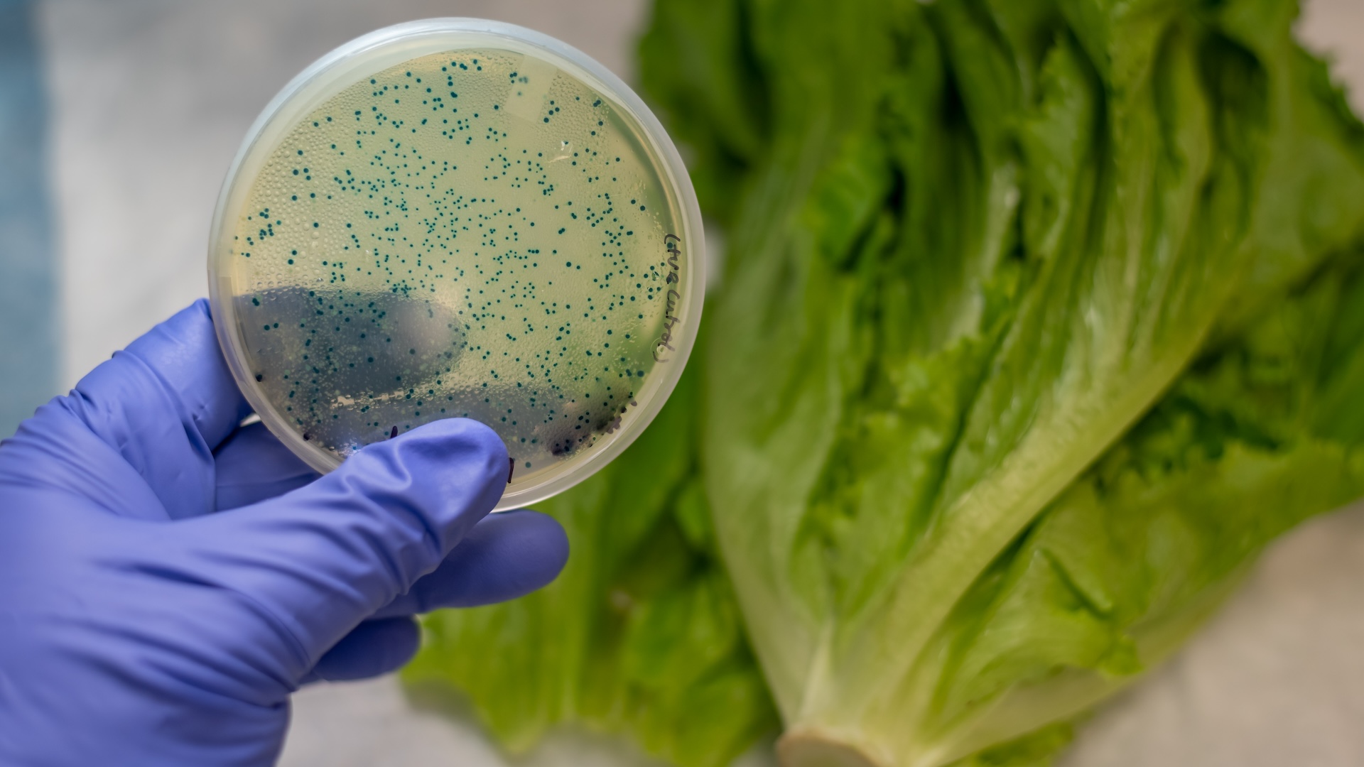 cum-ajunge-e.-coli-in-alimente?