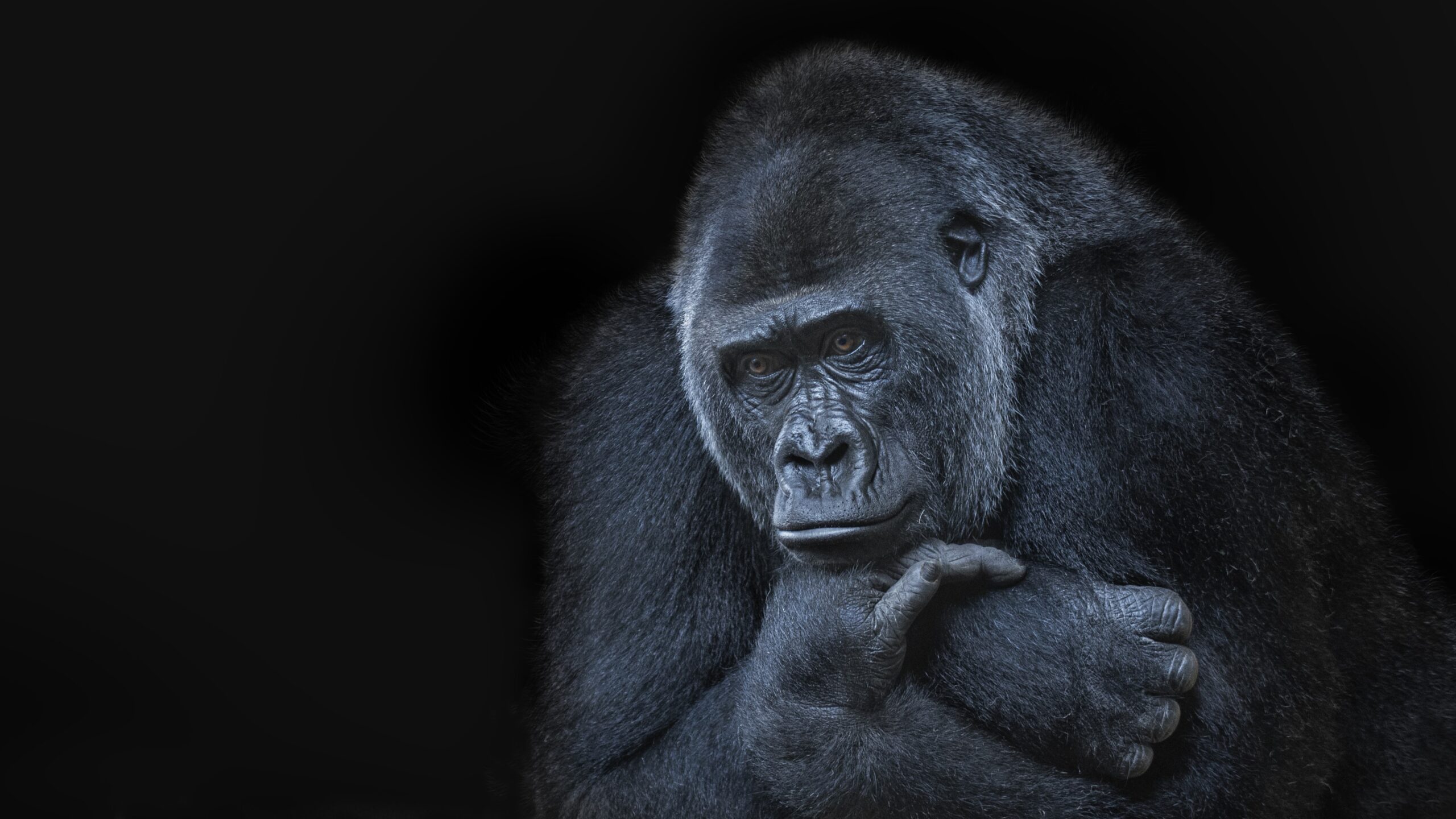 cele-mai-ciudate-stiri-despre-animale-din-2024:-testeaza-te-despre-cele-mai-bizare-bufnii-ale-animalelor-din-acest-an