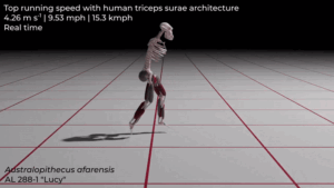 stramosul-uman-timpuriu-„lucy”-a-fost-un-alergator-rau,-iar-acest-tendon-ar-putea-explica-de-ce
