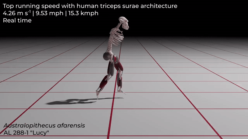 stramosul-uman-timpuriu-„lucy”-a-fost-un-alergator-rau,-iar-acest-tendon-ar-putea-explica-de-ce
