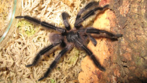 tarantula-uriasa-paroasa:-monstrul-dintre-mini-tarantulele-cu-picioare-„pene-de-praf”.