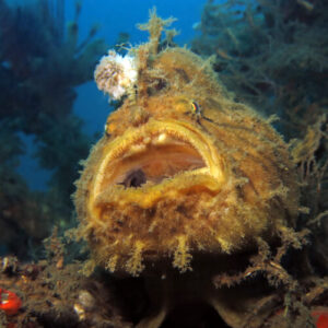 frogfish-dezvaluie-cum-a-evoluat-„undita”-de-pe-capul-sau
