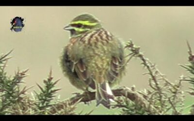 BRUANT Zizi/Emberiza cirlus Linnaeus/Hiver/Bord de Mer ! BRUITX