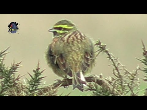 BRUANT Zizi/Emberiza cirlus Linnaeus/Hiver/Bord de Mer ! BRUITX