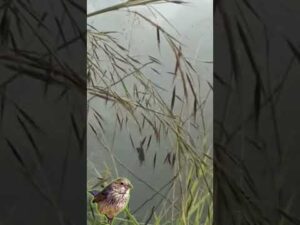 #apaixonadosportiziu #piadodetiziu #tiziu