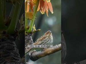 小鵐：赤栗臉頰的嬌小旅者 🥰🐦🌍#小鵐 #赤栗旅者 #觀鳥分享 #自然生態 #鵐科鳥類 #野生鳥類 #生態觀察 #鳥類介紹