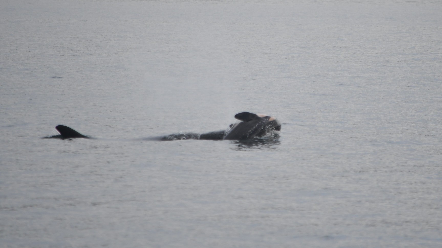 mama-orca-indurerata-poarta-un-vitel-mort-pe-cap-pentru-a-doua-oara