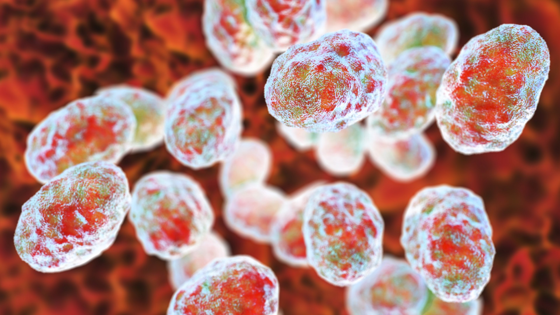 tularemia:-„febra-iepurelui”-care-poate-infecta-fatal-oamenii