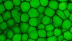 oamenii-de-stiinta-descopera-un-nou-tip-de-cartilaj,-care-arata-ca-„bubble-wrap”-plin-de-grasime