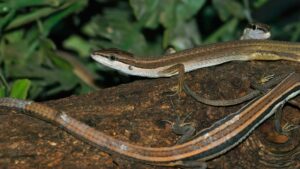 care-animal-are-cea-mai-lunga-coada?