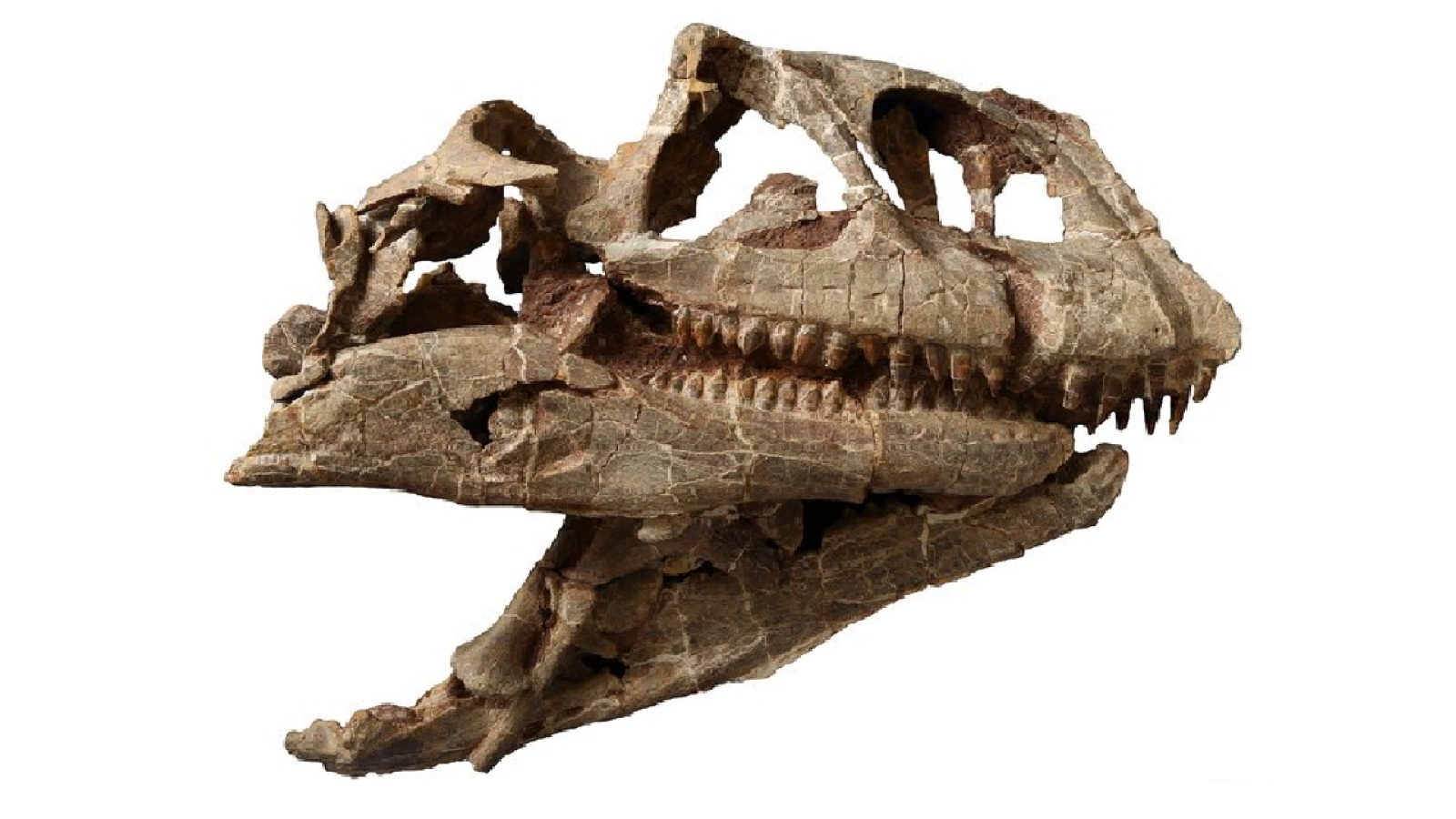craniu-enorm-de-dinozaur-urias-de-200-de-milioane-de-ani,-descoperit-in-china