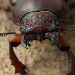 de-aproape-si-personal-cu-gandacul-de-cerb-din-a-real-bug's-life-s2