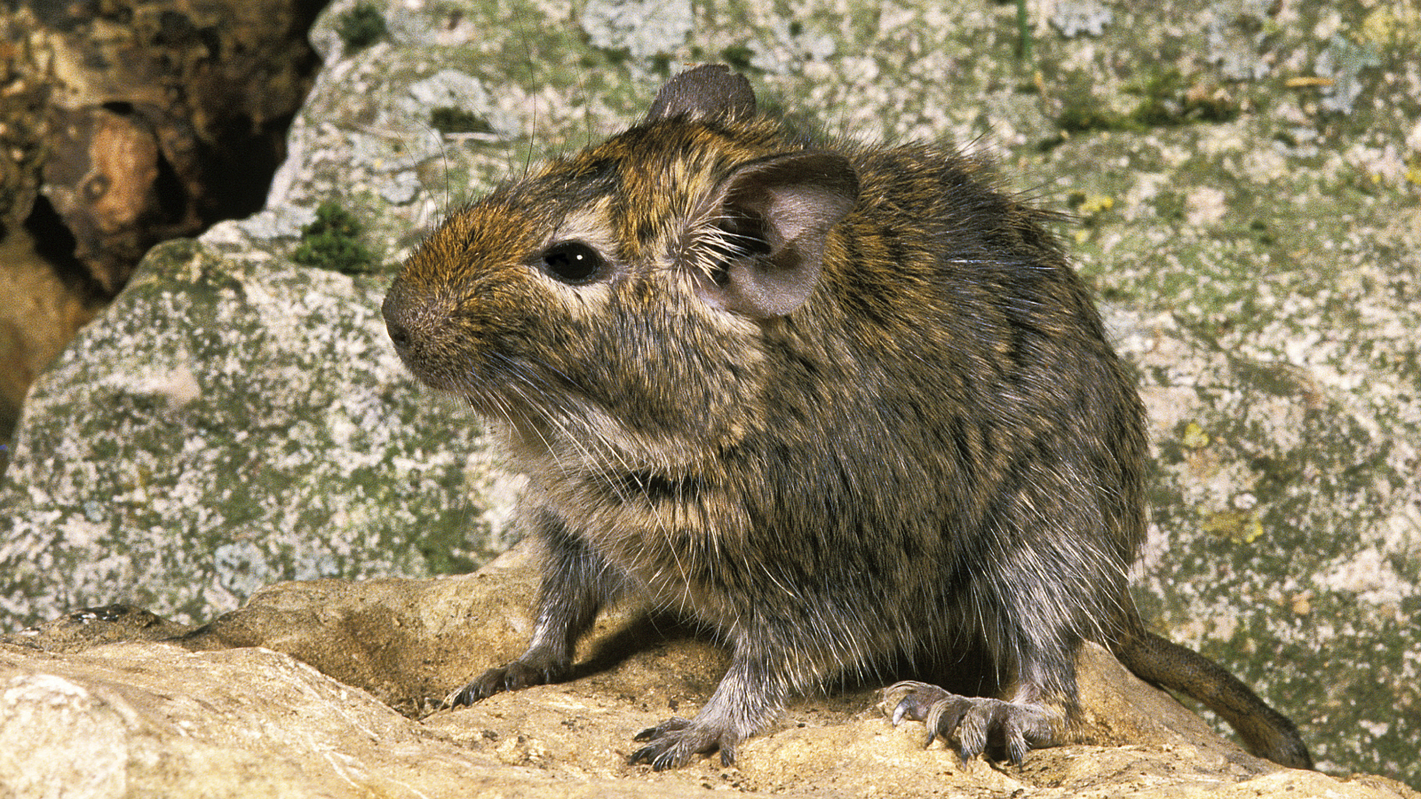 degu-comun:-hamsteri-supradimensionati-cu-societati-guvernate-de-pipi
