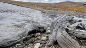 oamenii-de-stiinta-descopera-padurea-antica-curata-inghetata-in-timp-in-muntii-stancosi