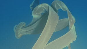 jeleu-fantoma-gigant:-uriasul-oceanic-lung-de-33-de-picioare-care-are-copii-din-gura