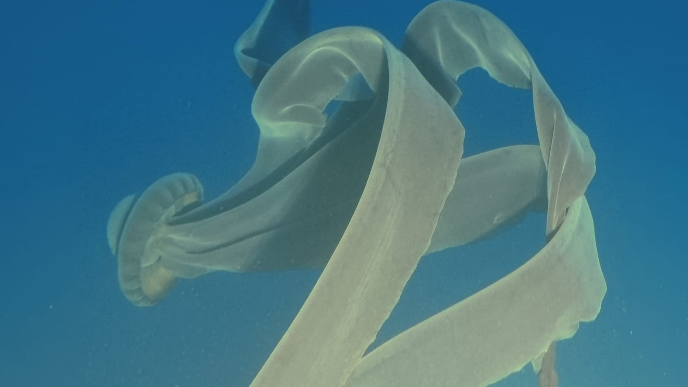 jeleu-fantoma-gigant:-uriasul-oceanic-lung-de-33-de-picioare-care-are-copii-din-gura