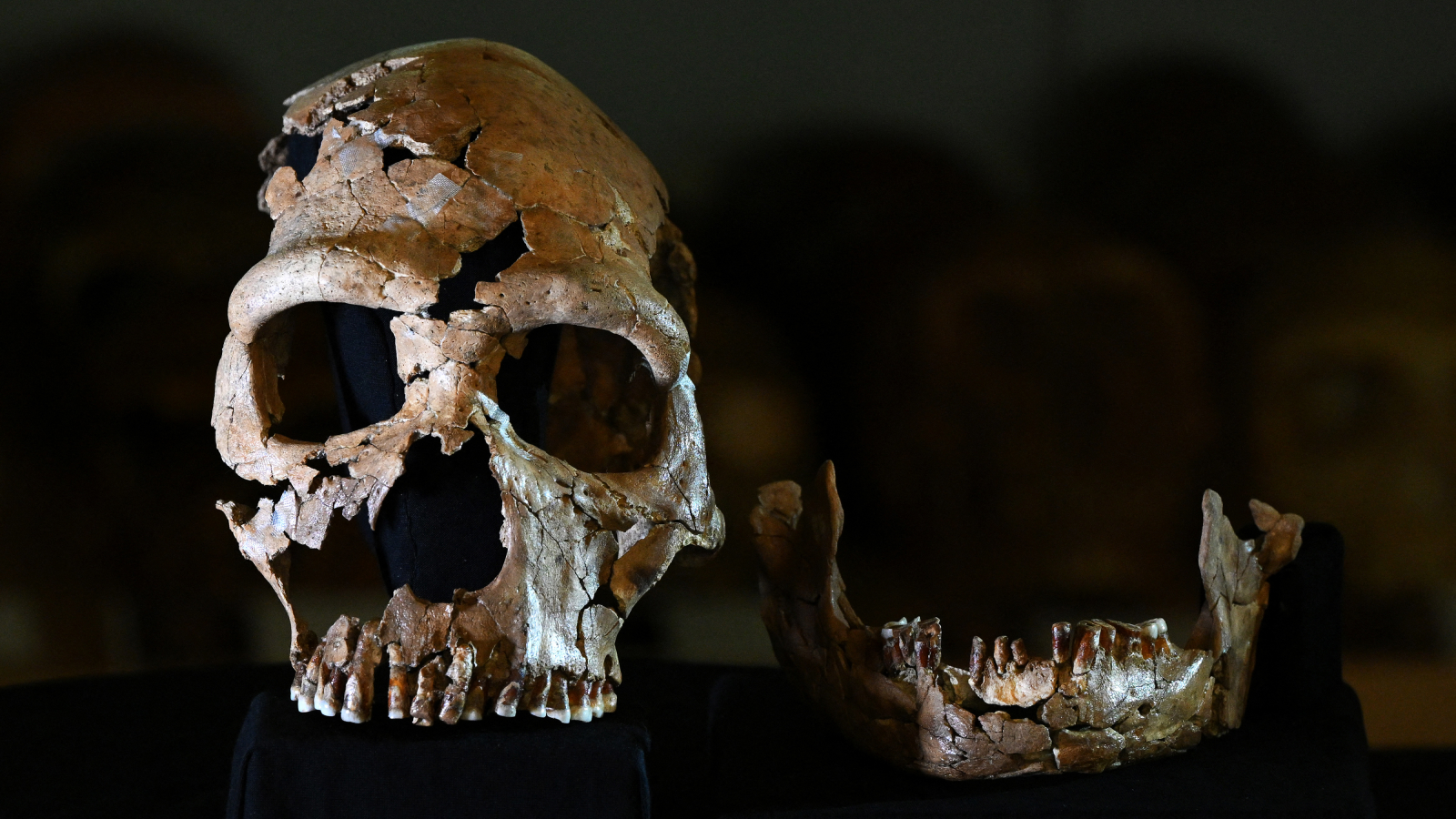 neanderthal-quiz:-cat-de-mult-stiti-despre-rudele-noastre-cele-mai-apropiate?