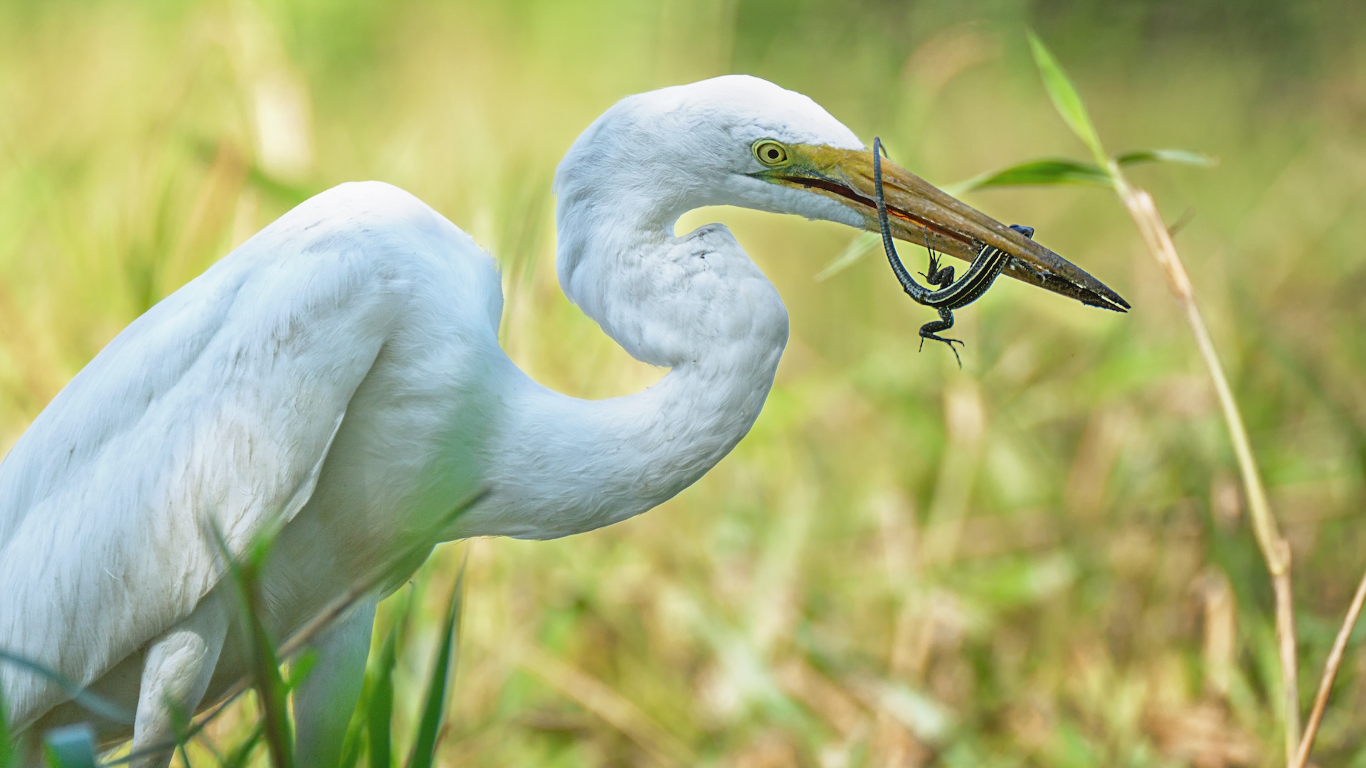 sunt-reptilele-pasarilor?