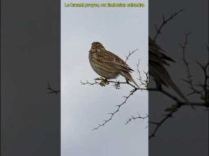 Le bruant proyer, ou Emberiza calandra #animaux #educatif #short