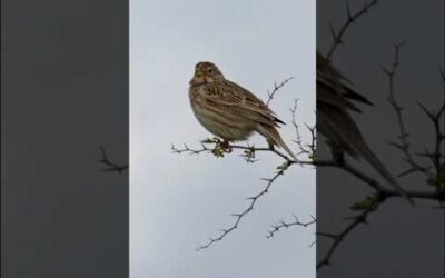 Le bruant proyer, ou Emberiza calandra #animaux #educatif #short