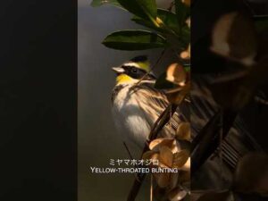ミヤマホオジロ Yellow-throated bunting