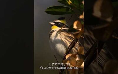 ミヤマホオジロ Yellow-throated bunting