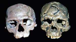 test-de-evolutie-umana:-ce-stii-despre-homo-sapiens?