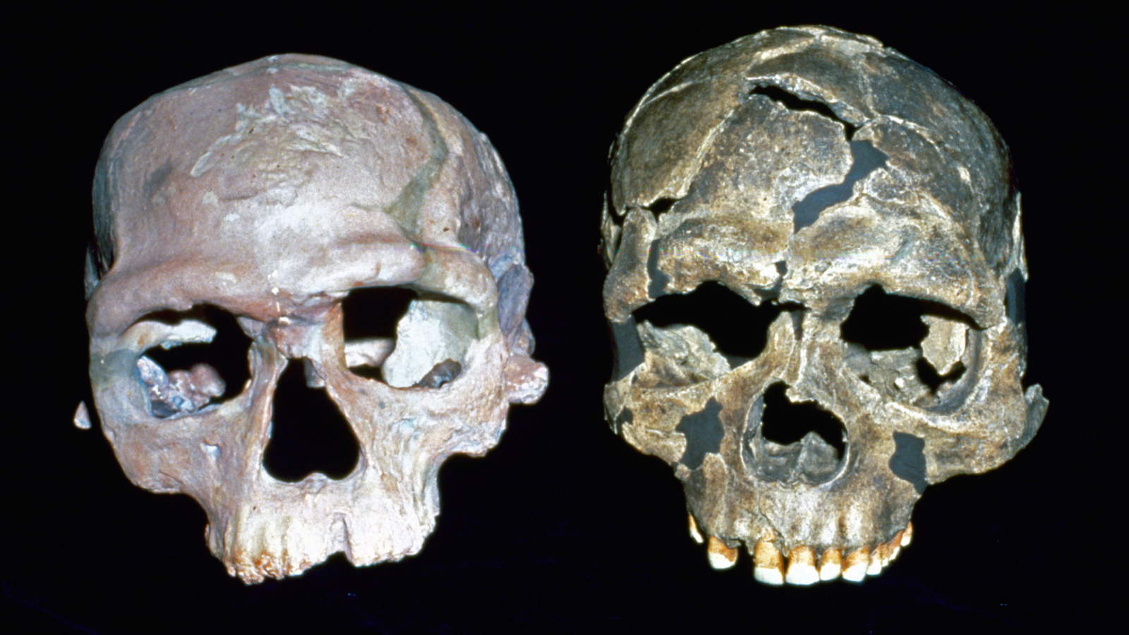 test-de-evolutie-umana:-ce-stii-despre-homo-sapiens?