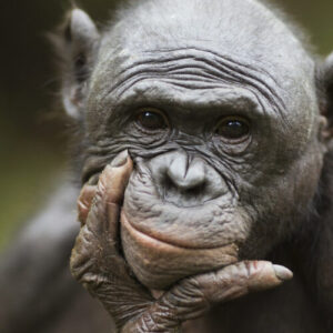 bonobos-recunoaste-cand-oamenii-sunt-ignoranti,-incearca-sa-ajute