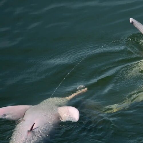 Să ne pulverizăm: River Dolphins lansează pipi pipi în aer